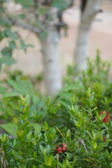 Vibrant Red and Pink Ixora Coccinea Cluster Amidst Dark Green Foliage: A Detailed Full-Frame Close-up of Dense Tropical Flowers, Reflecting the Beauty of a Lush, Colorful Garden