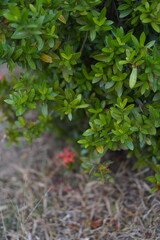 Vibrant Red and Pink Ixora Coccinea Cluster Amidst Dark Green Foliage: A Detailed Full-Frame Close-up of Dense Tropical Flowers, Reflecting the Beauty of a Lush, Colorful Garden