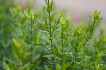 Vibrant Red and Pink Ixora Coccinea Cluster Amidst Dark Green Foliage: A Detailed Full-Frame Close-up of Dense Tropical Flowers, Reflecting the Beauty of a Lush, Colorful Garden