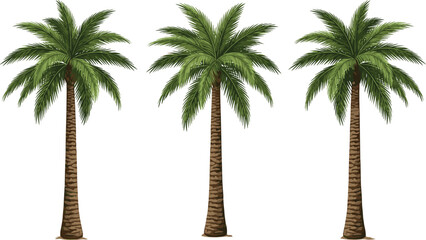 Obraz premium Three realistic date palm trees vector illustration with long textured trunks and lush green fronds, perfect for tropical island and desert landscape design.