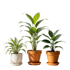 Collection de trois Plantes d'Int&eacute;rieur en Pot, D&eacute;tour&eacute;es, Fond Transparent PNG