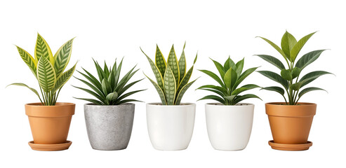 Collection de Cinq Plantes d'Int&eacute;rieur en Pot, D&eacute;tour&eacute;es, Fond Transparent PNG