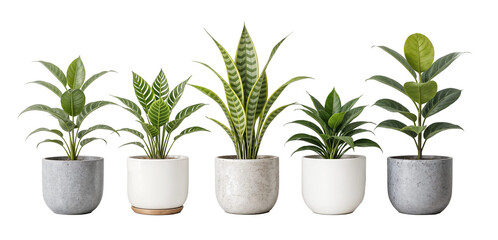 Collection de Cinq Plantes d'Int&eacute;rieur en Pot, D&eacute;tour&eacute;es, Fond Transparent PNG