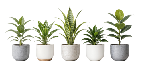 Collection de Cinq Plantes d'Intérieur en Pot, Détourées, Fond Transparent PNG