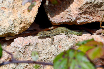 Menorca Wall Lizard, Moroccan rock lizard // Brilleneidechse (Scelarcis perspicillata perspicillata) - Menorca, Balearic Islands, Spain