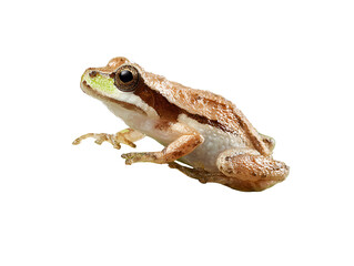 Small brown frog with green markings isolated on transparent background