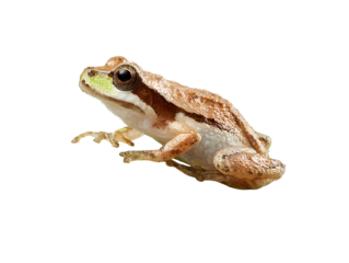 Small brown frog with green markings isolated on transparent background