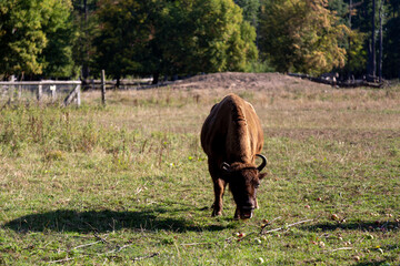 Majestic Wild Animals in Zoo Enclosure on a Sunny Day, Wildlife Observation and Conservation Concept in Natural Light