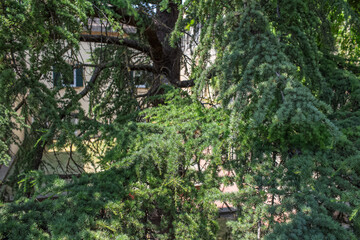 Natural nature pattern green tree branches. Abstract background.