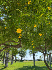 A park with blooming yellow oleanders in Antalya, Turkey