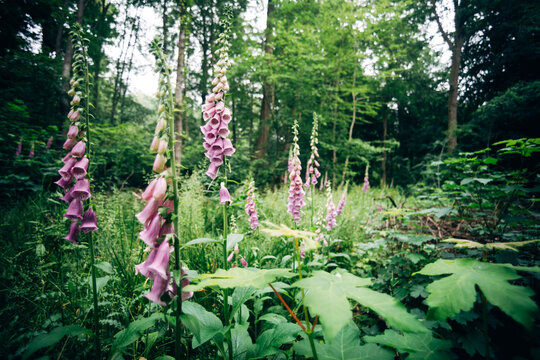 Vibrant Purple Foxglove Blooming in Summer Forest, Natural Sunlight and Wild Woodland Botany