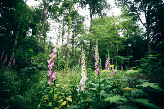 Vibrant Purple Foxglove Blooming in Summer Forest, Natural Sunlight and Wild Woodland Botany