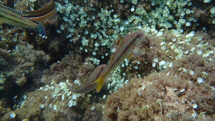 Striped red mullet or surmullet (Mullus surmuletus) undersea, Ligurian Sea, Italy, Imperia