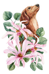 Dachshund dog with pink magnolia flowers watercolor floral pet portrait for elegant spring wall decor