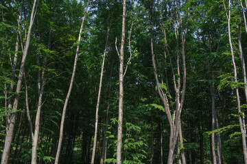 Beautiful natural landscape of trees in summer forest.