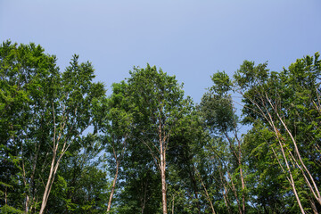 Beautiful natural landscape of trees in summer forest.