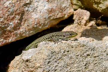Moroccan rock lizard // lagartija de marruecos // Brilleneidechse (Scelarcis perspicillata perspicillata) - Menorca, Balearic Islands, Spain