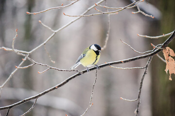 Beautiful Great Tit bird perched on a frost-covered tree branch in a peaceful winter forest scene