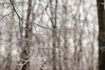 Closeup of thin tree branches covered in thick ice glaze after a severe winter freezing rain storm