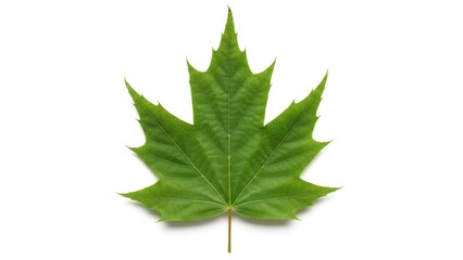 Fototapeta premium Green maple leaf isolated on white background