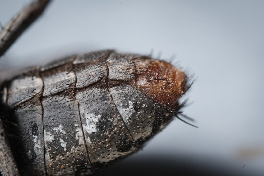 The Compound Eye of the Fly: A Close-Up Study of Ocular and Mouthpart Anatomy in Dipt