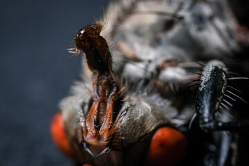 Examination of the Intricate Anatomy of a Common Fly's Complex Mouthparts