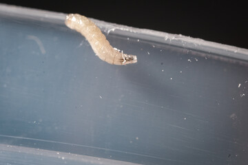 Macro Insect Life Cycle: Close-up Images Revealing the Transparent Larval Stage and Adult Fly Body...