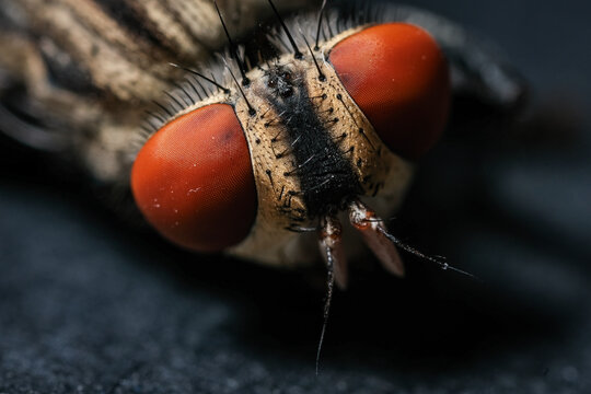 Extreme Macro Portrait Highlighting the Compound Eye Facets and Fleshy Mouthparts of a