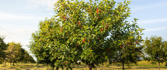 Fototapeta premium Red sour cherries growing on a cherry tree.