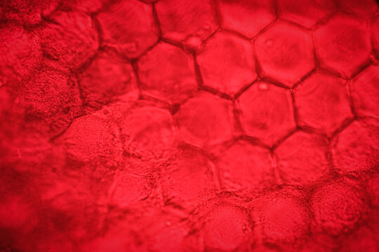 The Mosaic Visual System: Showing the Red-Stained Hexagonal Units of the Fly's Corneal Surface Architect