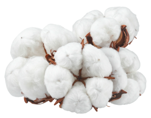 Fluffy white cotton blossoms with brown stems