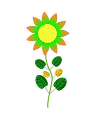 sunflower on white background. Vector image of sunflower.