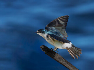 Golondrina ceja blanca