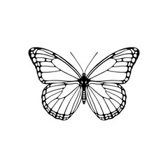 butterfly on white background