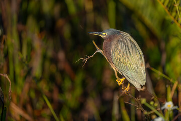 great blue heron