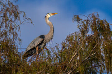 great blue heron