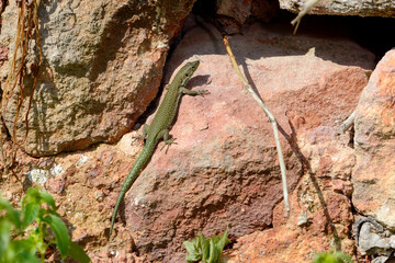 female Moroccan rock lizard // weibliche Brilleneidechse (Scelarcis perspicillata perspicillata) - Menorca, Balearic Islands, Spain