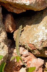 female Moroccan rock lizard // weibliche Brilleneidechse (Scelarcis perspicillata perspicillata) - Menorca, Balearic Islands, Spain