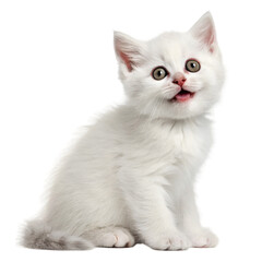 Cute White Kitten on White Backdrop on transparent background