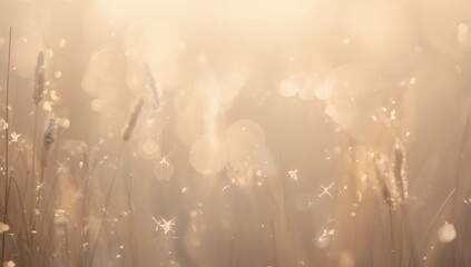 Shimmering closeup tall grass and seed plumes catching warm backlight in meadow with bokeh and dew
