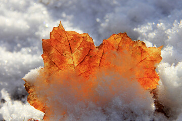 transparence de la feuille prisonni&egrave;re de la neige