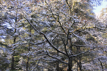 un bel arbre sous la neige