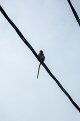 Small Monkey Perched On Power Lines Against a Clear Sky Above the City