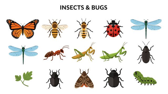An array of twelve stylized illustrations of insects and bugs displayed against a white background with a title