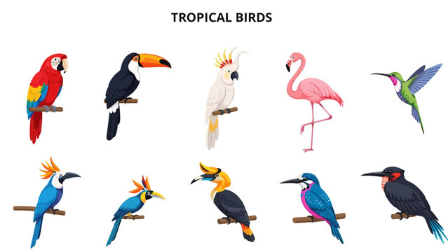 Ten distinct tropical birds illustrated in two rows on a white background