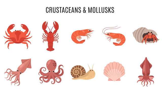 Ten seafood illustrations including crustaceans and mollusks on white