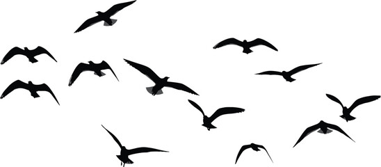 Bird silhouette vector set, flying pose icons, wing motion shapes, black flat illustration, cad drawing flat vector illustration