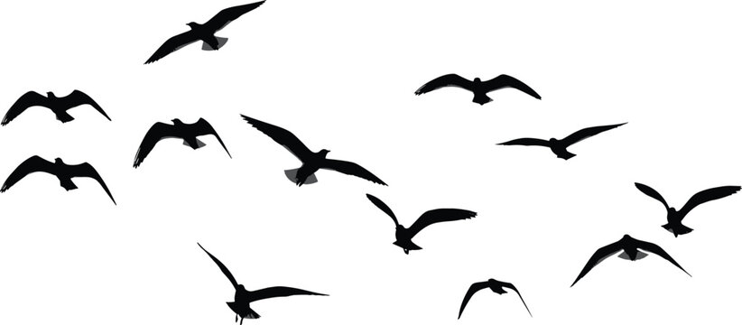 Bird silhouette vector set, flying pose icons, wing motion shapes, black flat illustration, cad drawing flat vector illustration