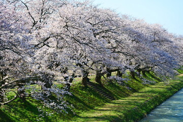 春の四重奏で知られる、舟川べり桜並木。朝日、富山、日本。４月上旬。
