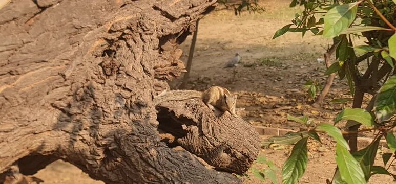 Indian palm squirrel playing and resting on the textured bark of a dead tree trunk.